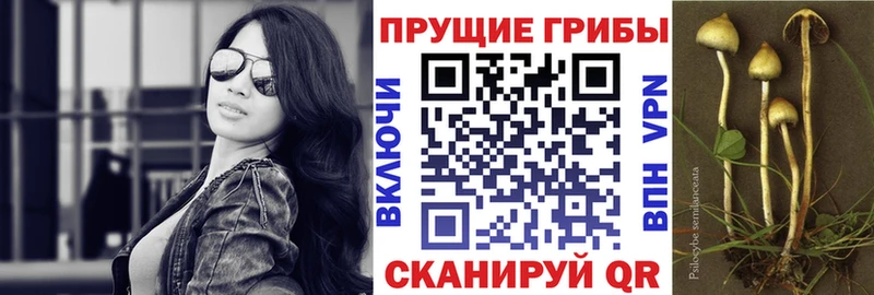 наркошоп маркетплейс какой сайт Псилоцибиновые грибы прущие грибы Прохладный